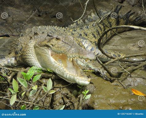 Crocodile In The Swamp Stock Image Image Of Jungle 125716347