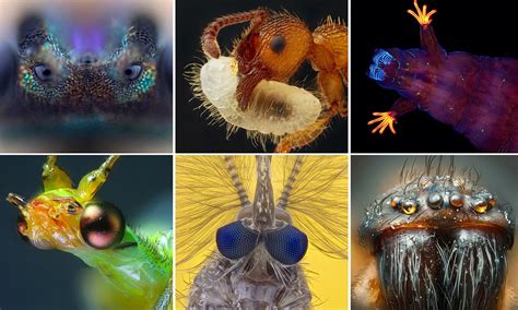 Nikon Reveals Entrants Of Close Up Photography Contest With Amazing