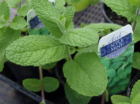 Mint Plants With Labels On Them Are Growing In Pots