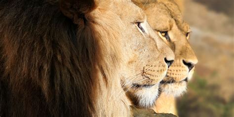 Amsterdam Zoo Artis Gives Up Lions Amid Coronavirus Cash Crunch Reuters