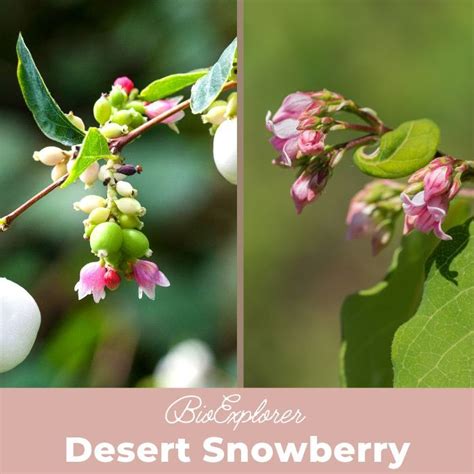 Desert Snowberry Flower Symphoricarpos Lonlora Desert Flower
