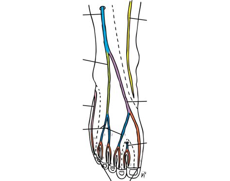 Cutaneous Nerves Of Dorsal Foot