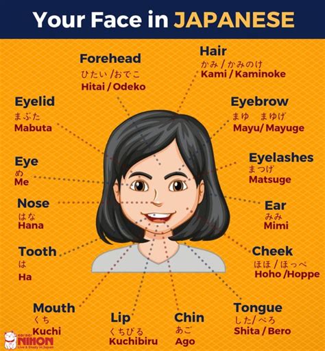 Lets Learn The Different Parts Of The Face In Japanese Japanese