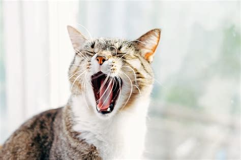 Common Dental Problems In Cats And How To Prevent Them Spring House