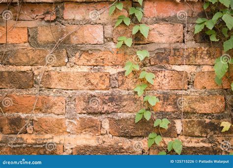 Old Brick Wall With Green Ivy Creeper Plant Stock Photo Image Of
