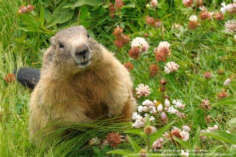 Groundhog Day 2017 CHATTANOOGA CHUCK Tennessees Official Groundhog