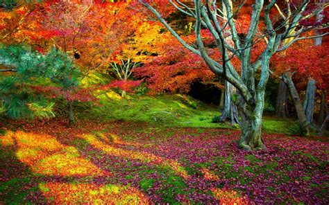 Wallpapers Of Nature Colors Desktop Wallpaper Cave