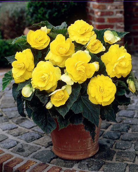 Begonia Double Yellow Tubers — Buy Yellow Double Begonias Online At