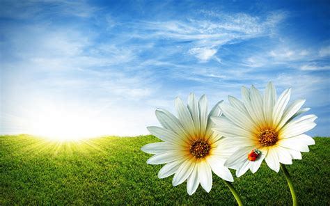 White Daisy Wallpaper Colors Wallpaper 34692075 Fanpop