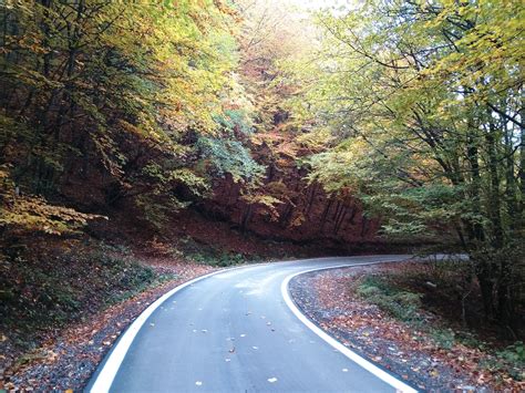 Free Images Tree Nature Forest Plant Road Trail Leaf Autumn