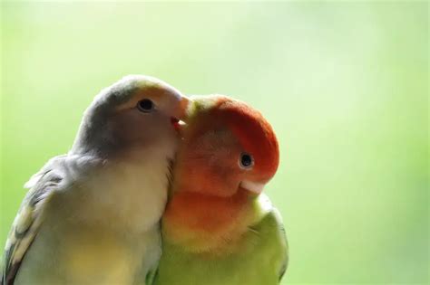 What Does It Mean When Birds Kiss Each Other Explained Animals Hq