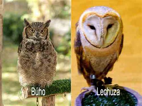 Lechuza Y Buho Diferencia A Diferencia De La Mayoría De Los Pájaros