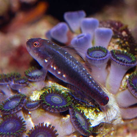 Biota Launches New Captive Bred Cosmic Goby Coral Magazine