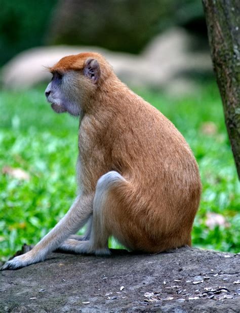 Primates And Monkeys Patas Monkey Photo Image 7963