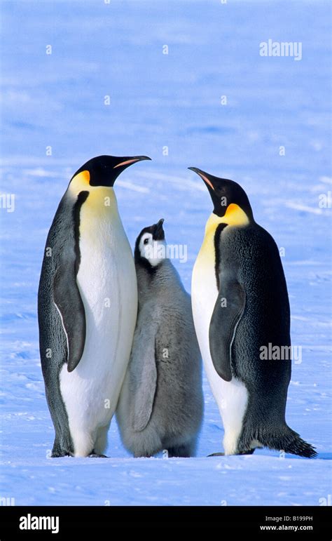 Emperor Penguin Aptenodytes Forsteri Adults And Chick Atka Bay