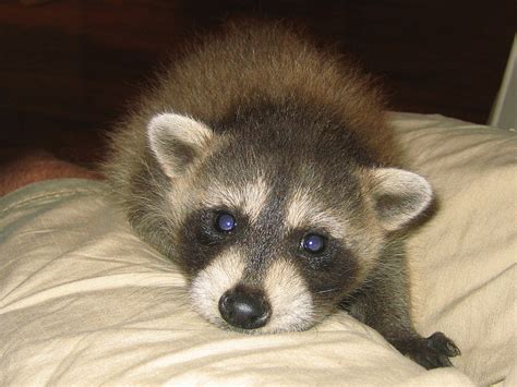 Cute Baby Raccoon Photos Raccoon Photographs Pictures And Images