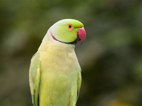 The Best Talking Pet Birds For Bird Lovers