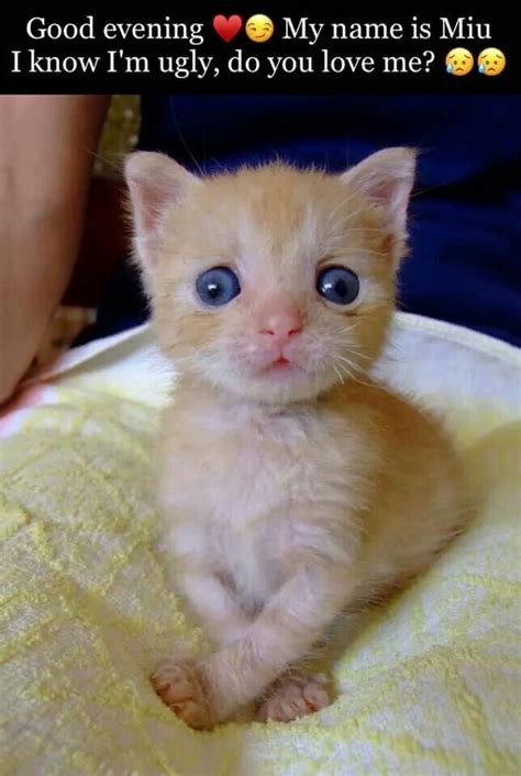 Pin By Shiela Pierce On Kitty Cat Memes Cute Cat Memes Cute Baby
