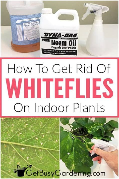 How To Get Rid Of Whiteflies On Indoor Plants For Good