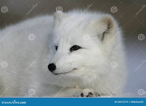 Arctic Fox Alopex Lagopus Stock Photo Image Of Lagopus 34412374
