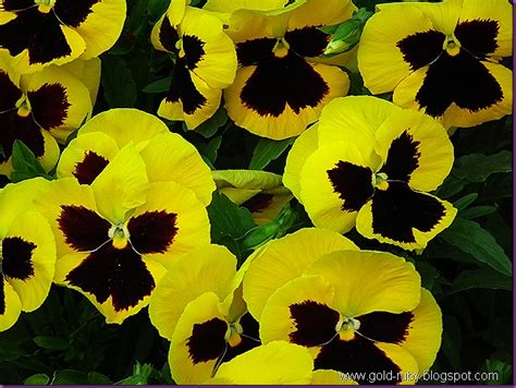 The flower is said to give off a fruity scent, similar to an apple. Gold-Ruby: Butterfly Flowers in Different Colors