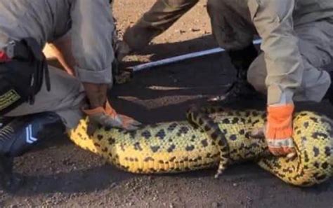 Sucuri Capturada Ap S Devorar Cachorro Dentro De Empresa V Deo