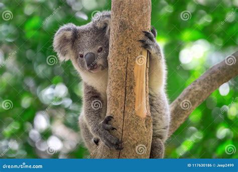 Koala Baby Is Sitting On Tree Stock Photo Image Of Animal Wild