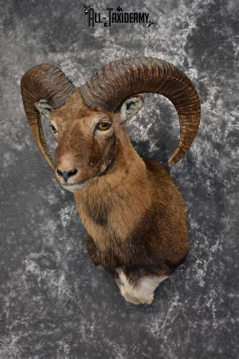 Mouflon Sheep Taxidermy Shoulder Mount For Sale Sku 1521 All Taxidermy