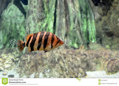 Striped Tropical Fish Stock Image Image Of Closeup Deep 24756979