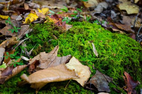 Free Images Tree Nature Forest Leaf Flower Moss Autumn Soil