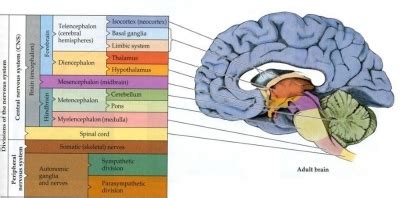 Structure of the Human Brain: the Forebrain