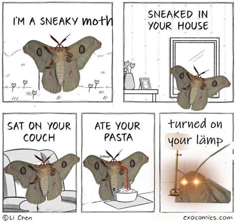 Sneaky Moth Sneaky Fox Know Your Meme
