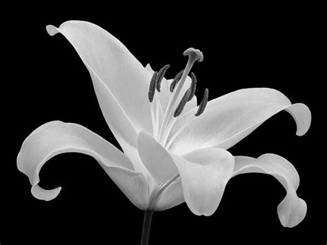 Single Lily In Black And White By Gill Billington Black And White