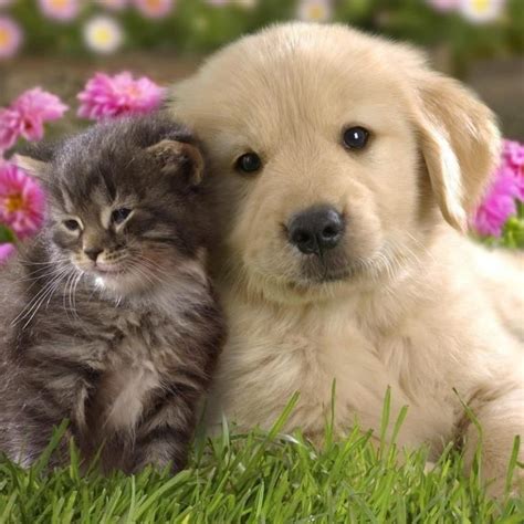 10 New Wallpapers Of Baby Animals Full Hd 1920×1080 For Pc Desktop 2023