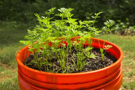 Growing Carrots In Containers Food Gardening Network