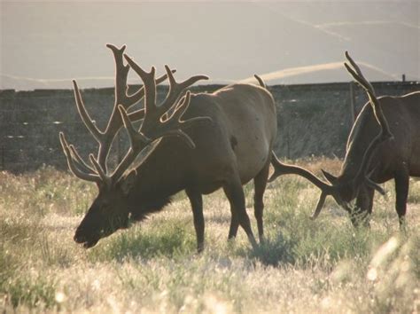 Hanford Bulls Elk Monster Muleys Community