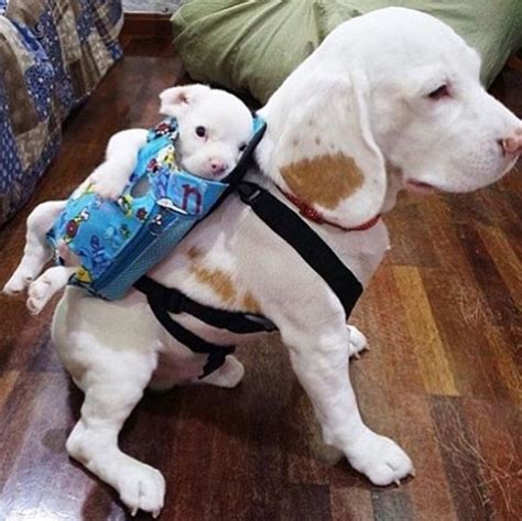 17 Pictures That Prove Dogs Are Just Meant To Be Carried Not Walked