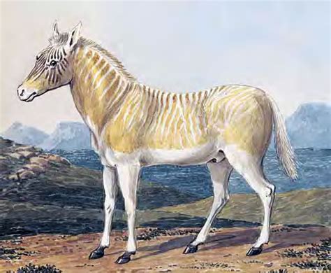 Quagga Equus Quagga Quagga Image Only