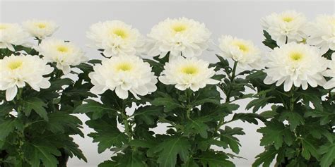 Chrysanthemum Zembla White Product Onthursd