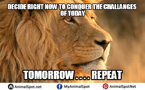 Memes that will make you burst with laughter. Lion Memes
