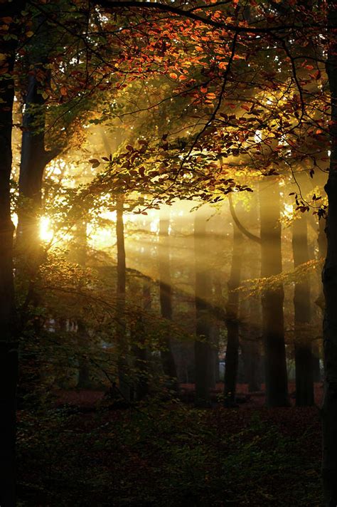 And Then There Was Light Autumn Forest Photograph By