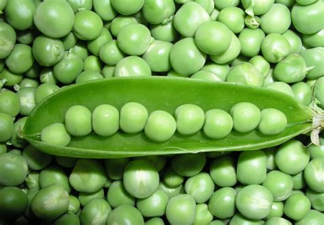 Reasons Why Mendel Chose Pea Plant Pisum Stavium For His Breeding