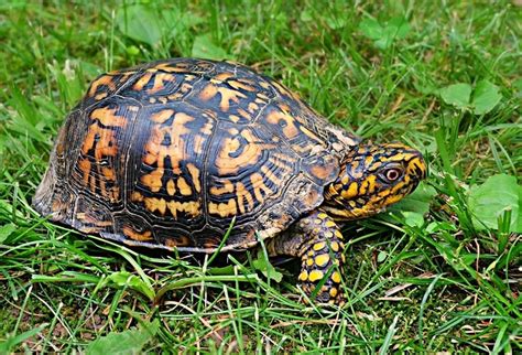 What Do Box Turtles Eat In The Wild And As Pets Vet Approved Nutritional