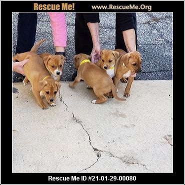 Akc miniature and tweenie dachshund breeder in south texas. - Texas Dachshund Rescue - ADOPTIONS - Rescue Me!
