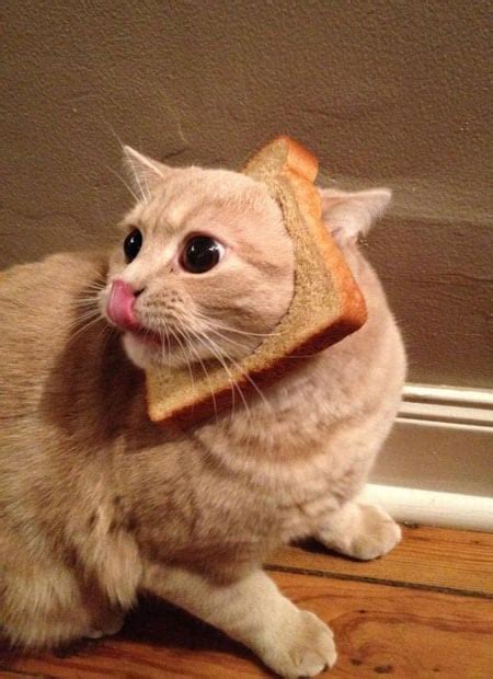 The Latest Internet Craze Pet Cats With A Slice Of Bread