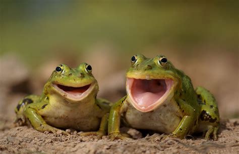 Two Happy Frogs Happy Animals Animals And Pets Funny Animals Cute