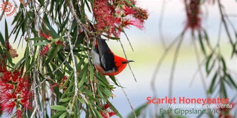 Colourful Birds Of Australia Scarlet Honeyeaters Echidna Walkabout