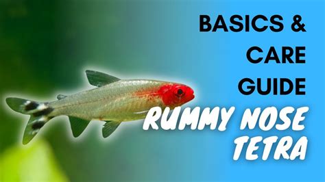 Rummy Nose Tetra Basics And Care Guide Youtube