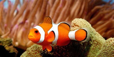 Is Nemo Ready For His Climate Close Up Huffpost