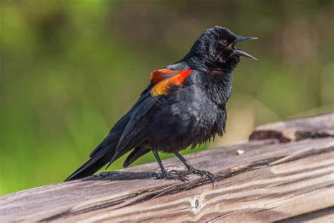 Local birdsong recordings mostly from the delaware water gap and mohican outdoor center. Singing Red-Winged Blackbird Photograph by Marv Vandehey